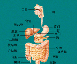 人体构造图，人体的构造谁写的图4