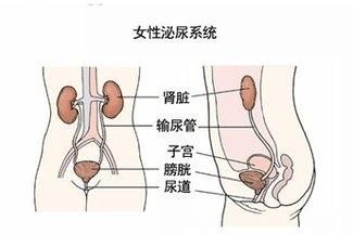 人体构造图，人体的构造谁写的图6