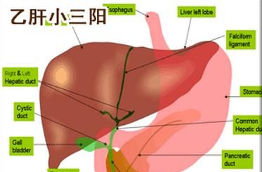 小三阳严重吗，小三阳转阴最简单方法图3