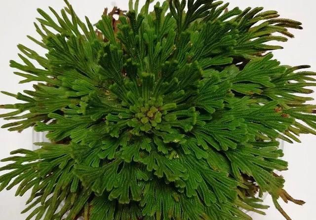 九死还魂草的功效，还魂草泡水喝的功效与作用图2