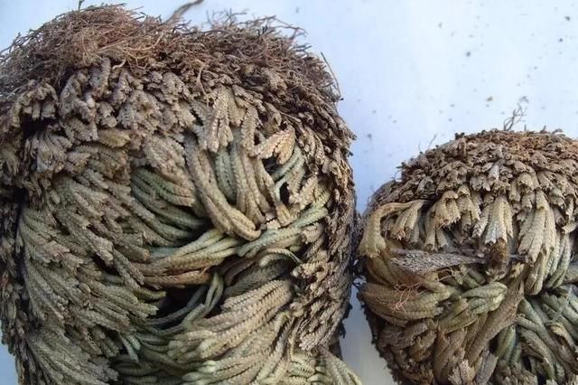 九死还魂草的功效，还魂草泡水喝的功效与作用图3