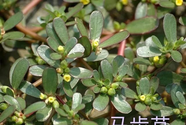 垂盆草和马齿苋是同一种植物吗图2