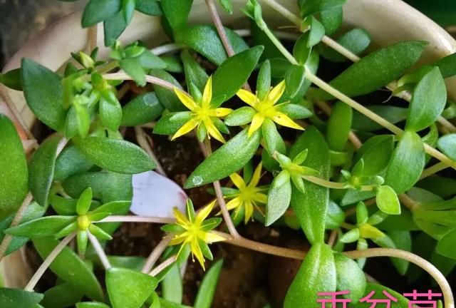 垂盆草和马齿苋是同一种植物吗图3