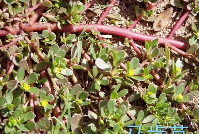 垂盆草和马齿苋是同一种植物吗图4