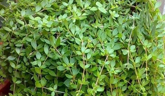 垂盆草和马齿苋是同一种植物吗图5