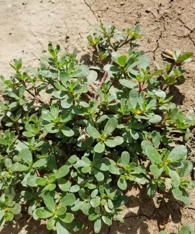 垂盆草和马齿苋是同一种植物吗图7