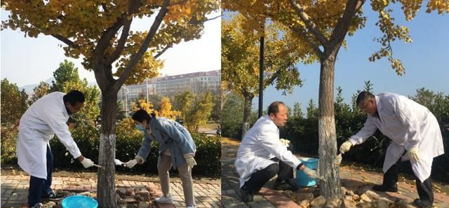 为什么给树下面涂白色图1