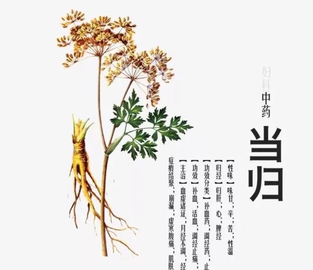 畏寒怕冷，每天坚持喝当归、黄芪、姜、红枣熬的汤，会有改善吗图1