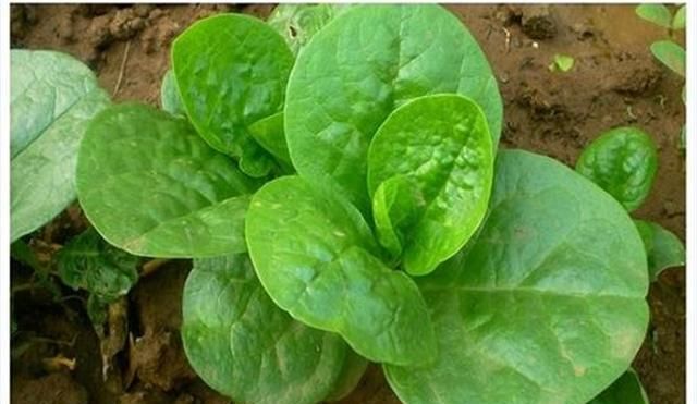 木耳菜含钙量比牛奶高，是一种非常好的蔬菜，适宜家庭小菜园种植吗图3