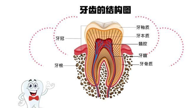 牙疼的厉害吃什么药最管用图9