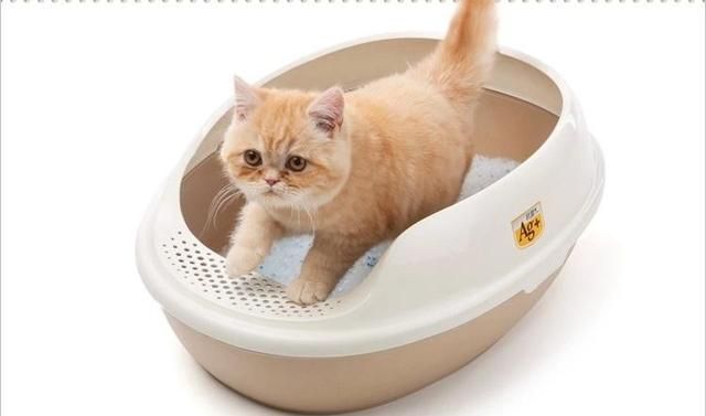 猫砂结团好还是不结团好图2