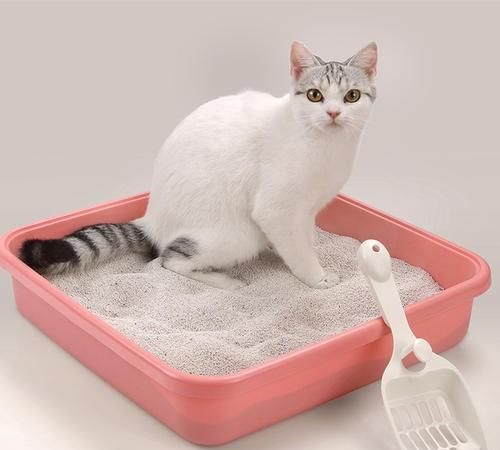 猫砂结团好还是不结团好图3