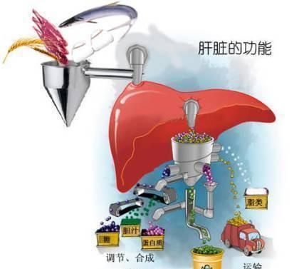 肝功能检查什么，肝功能检查报告的数据的含义是什么意思图7