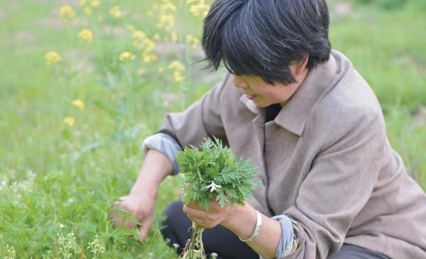 艾叶泡水喝的作用，艾叶能泡水当茶喝吗图31