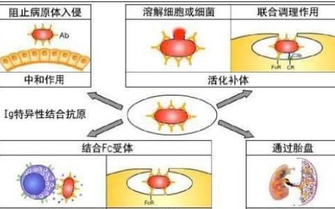 封闭性抗体，封闭抗体阴性怀孕了能保胎成功吗