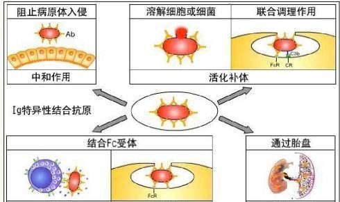 封闭性抗体，封闭抗体阴性怀孕了能保胎成功吗图1