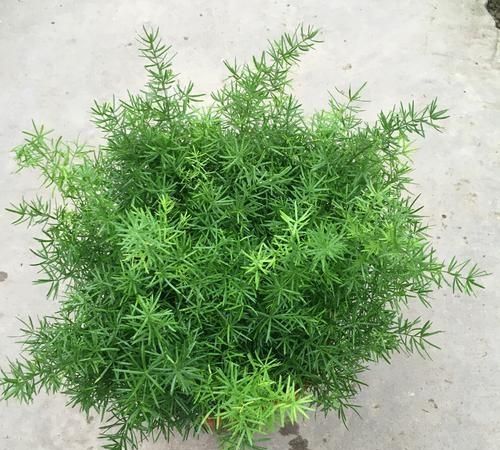 天门冬图片，天门冬怎么养护图4