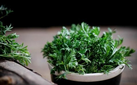 白蒿的功效与作用图片，白蒿的功效与作用吃法