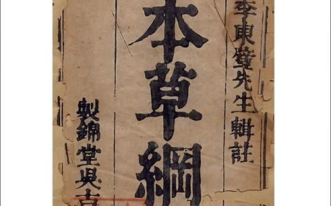 牛蒡茶的功效，喝牛蒡茶有什么功效和作用