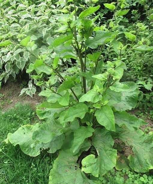 牛蒡茶的功效，喝牛蒡茶有什么功效和作用图6