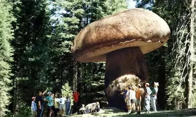 世界最大的蘑菇，八千多岁九平方公里大，网友：一锅炖不下