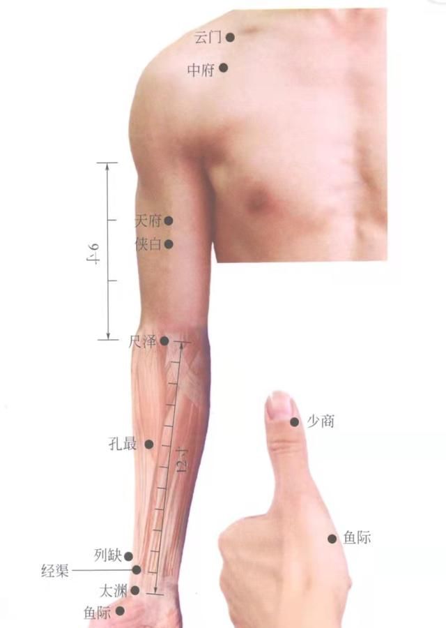 穴位图解——手太阴肺经经穴
