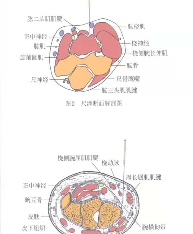 穴位图解——手太阴肺经经穴