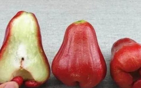 莲雾有什么功效与作用,莲雾有什么功效