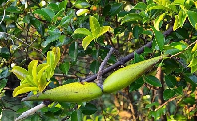 农村出镜率极高的8种剧毒植物，不能随意采摘食用，认识不吃亏