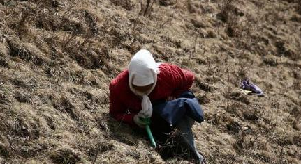 都知道冬虫夏草名贵，但是挖掘冬虫夏草给藏地带来的伤害更严重