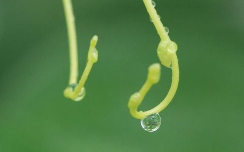 菟丝子有什么功效
