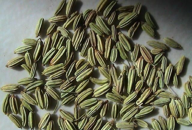 小茴香有什么用(小茴香有什么用处)图1