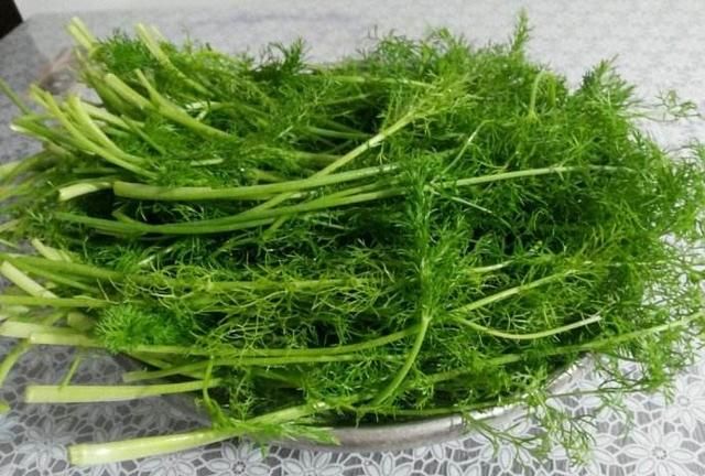 小茴香有什么用(小茴香有什么用处)图2