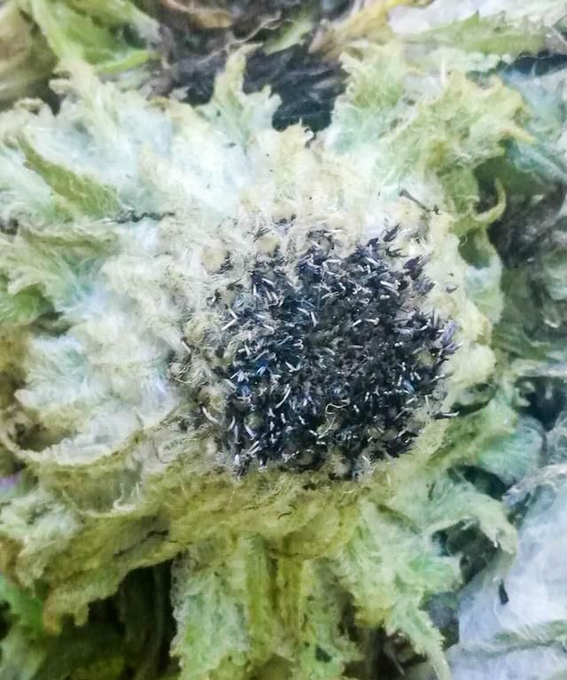 西藏雪域高原的雪莲花采摘正当时，雪莲花的功效与作用
