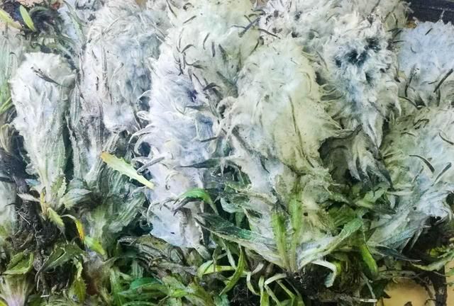 西藏雪域高原的雪莲花采摘正当时，雪莲花的功效与作用