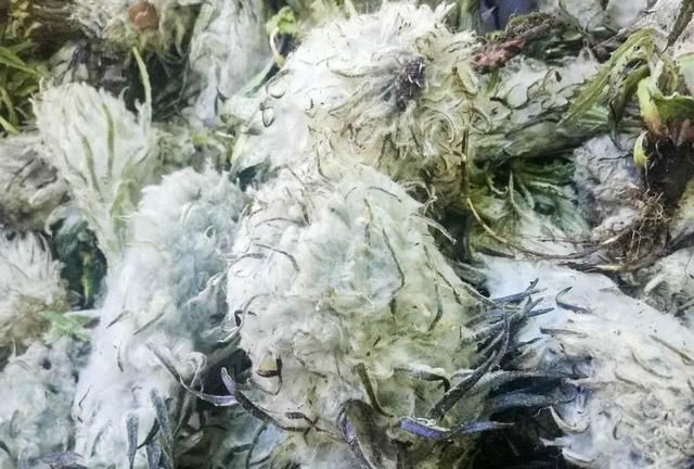 西藏雪域高原的雪莲花采摘正当时，雪莲花的功效与作用