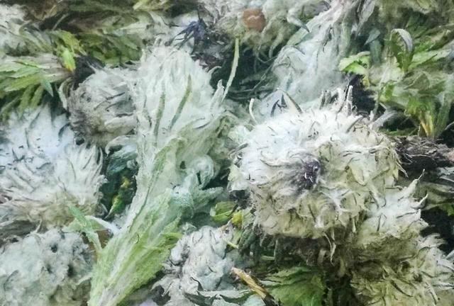 西藏雪域高原的雪莲花采摘正当时，雪莲花的功效与作用