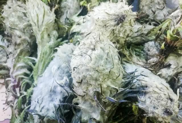 西藏雪域高原的雪莲花采摘正当时，雪莲花的功效与作用