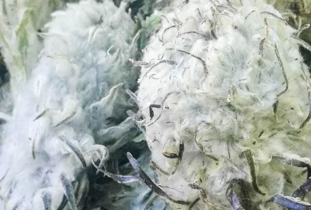 西藏雪域高原的雪莲花采摘正当时，雪莲花的功效与作用