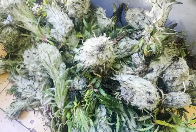 西藏雪域高原的雪莲花采摘正当时，雪莲花的功效与作用