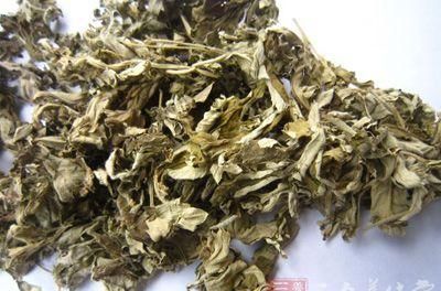 艾叶的作用 艾叶有哪些功效及作用