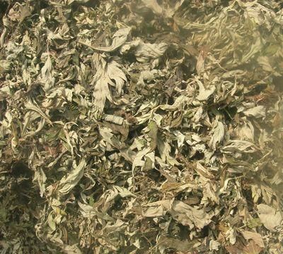 艾叶的作用 艾叶有哪些功效及作用
