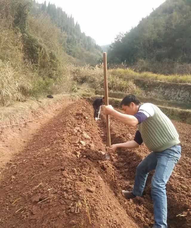 葛根种植技术全过程,葛根种植技术和管理图2