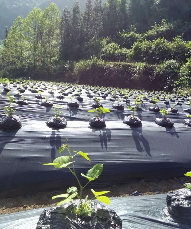 葛根种植技术全过程,葛根种植技术和管理图3