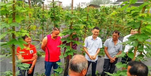 葛根种植技术全过程,葛根种植技术和管理图6