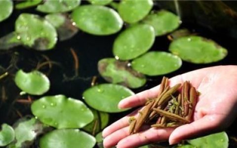 莼菜怎么做好吃家常做法，莼菜怎样做好吃