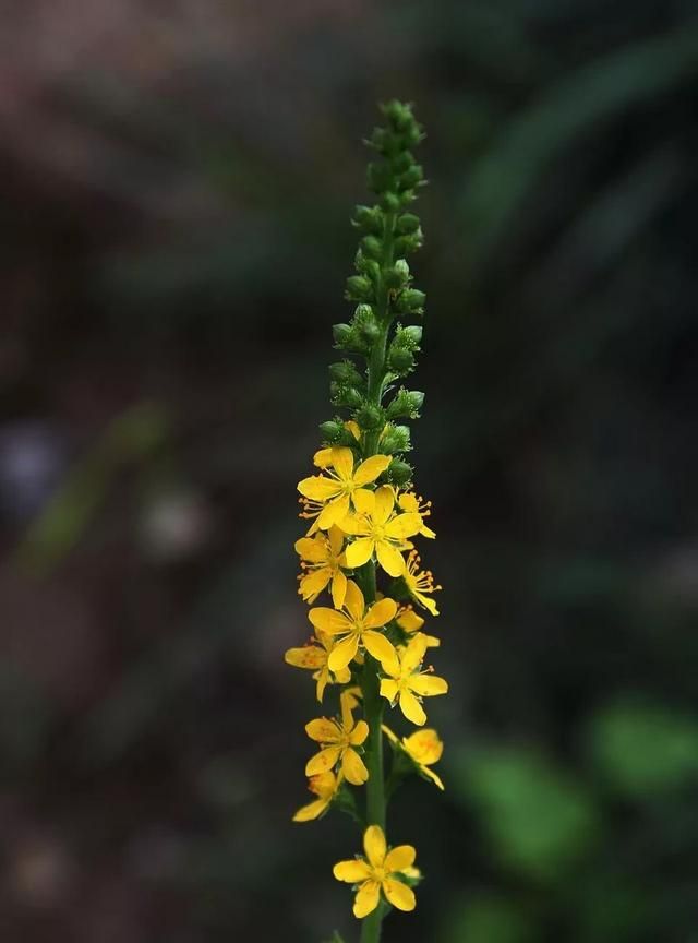 仙鹤草的种植方法(仙鹤草是怎么种植的)图3