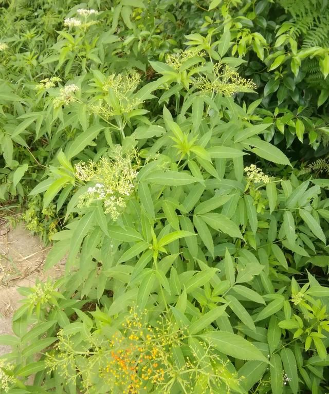 仙鹤草的种植方法(仙鹤草是怎么种植的)图9