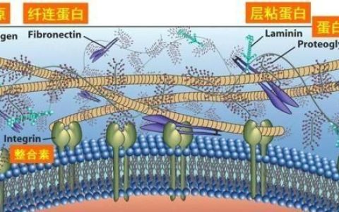胶原蛋白肽粉的功效与作用,胶原蛋白作用与功效是什么
