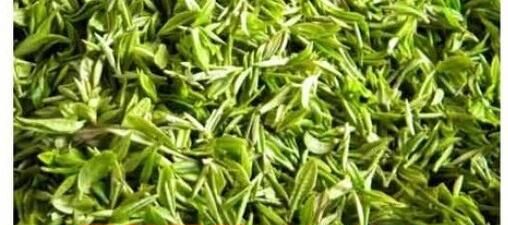 毛尖茶的功效和作用